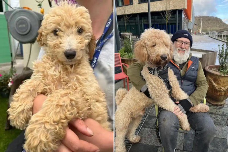 다 자라도 10㎏라더니…45㎏ 초대형견 '폭풍 성장' 무슨 일?