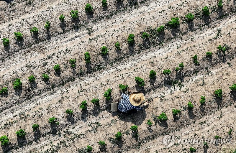 폭염과 가뭄 (출처=연합뉴스)