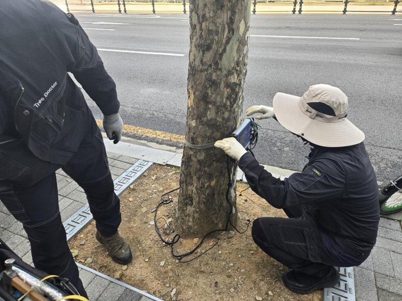 가로수 전도사고 예방을 위해 위험성 안전진단 중인 모습 (출처=연합뉴스)