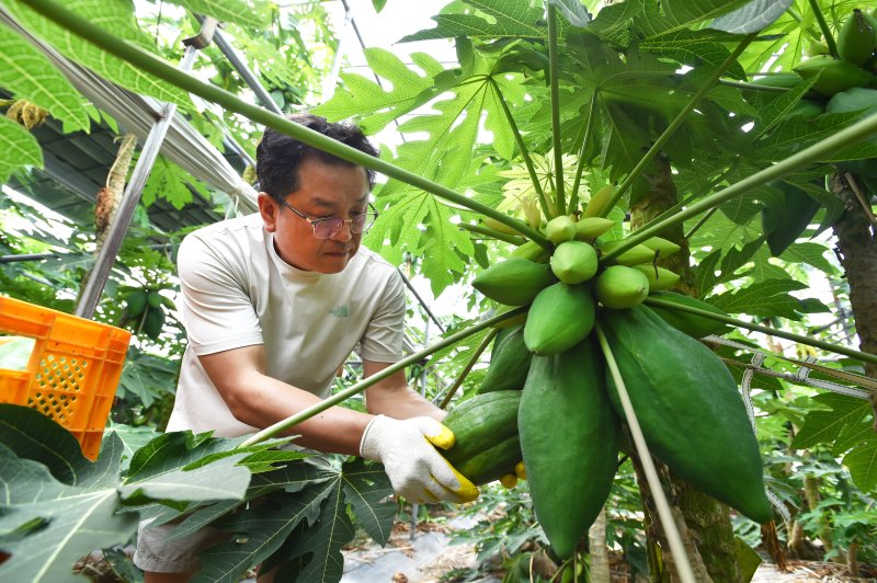 [진주=뉴시스]진주 대곡면 채소용 콤프카지노.(사진=경남농업기술원 제공).2025.07.09.photo@newsis.com *재판매 및 DB 금지