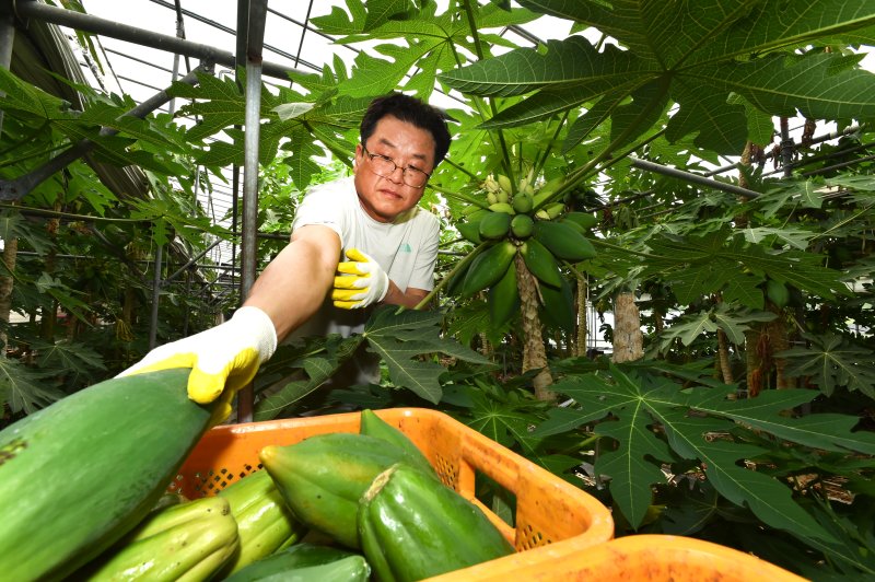 [진주=뉴시스]경남농업기술원, 진주시 대곡면 채소용 콤프카지노 수확 한창.(사진=경남농업기술원 제공).2025.07.09.photo@newsis.com *재판매 및 DB 금지