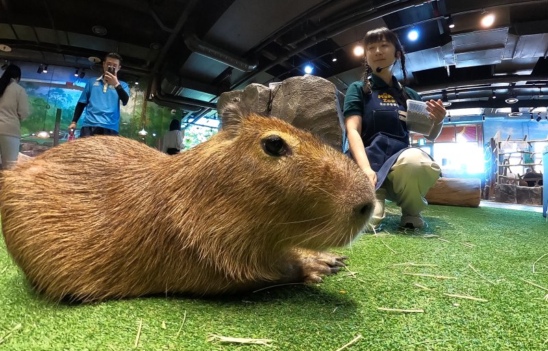 [서귀포=카지노 게임 사이트] 우장호 기자 = 폭염이 기승을 부리는 9일 제주 서귀포시 안덕면 신화월드 테마파크 내 모모쥬 동물원에서 덩치가 큰 설치류 중에 하나인 카피바라가 실내에서 더위를 식히고 있다. 2025.07.09. woo1223@newsis.com