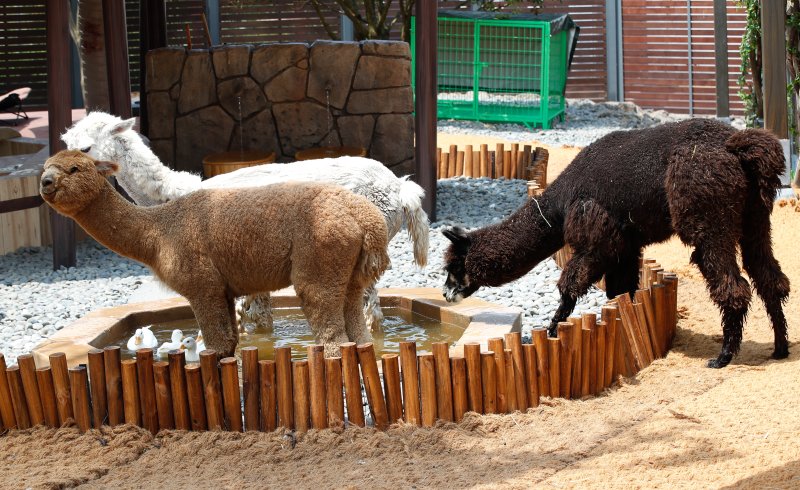 [서귀포=카지노 게임 사이트] 우장호 기자 = 폭염이 기승을 부리는 9일 제주 서귀포시 안덕면 신화월드 테마파크 내 모모쥬 동물원에서 낙타과 라마속에 속하는 포유류 알파카가 물 속에 들어가 더위를 식히고 있다. 2025.07.09. woo1223@newsis.com