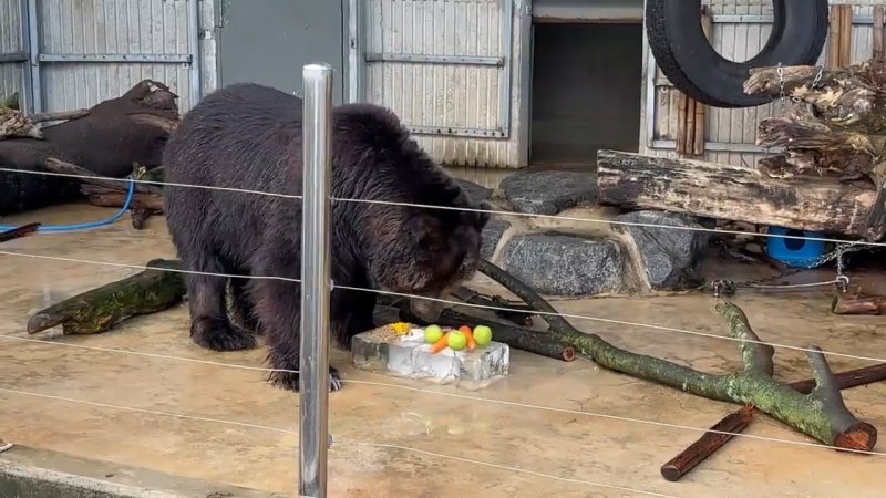 진주시 진양호카지노사이트 추천이 곰에게 무더위를 달래줄 얼음과 과일을 제공했다. 2027.7.9/뉴스1 한송학기자