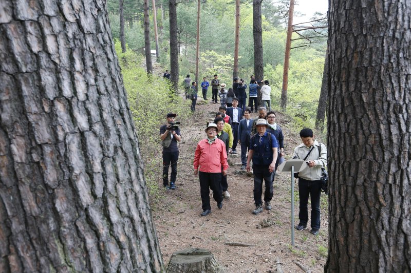 경북 울진군 금강소나무 숲길을 찾은 관광객들.(농림축산식풉부 제공)2016.5.1/뉴스1 ⓒ News1 민경석 기자