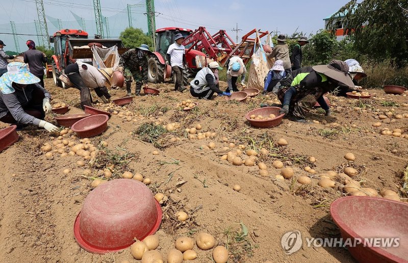 감자 수확하는 외국인 계절근로자 (출처=연합뉴스)
