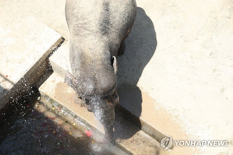 물로 열기 식히는 코끼리 (출처=연합뉴스)