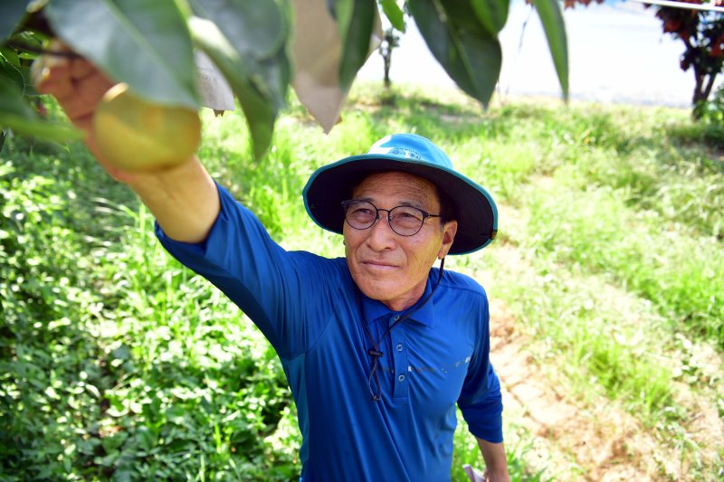 [나주=뉴시스] 35도 안팎 찜통 더위가 2주 가까이 이어지고 있는 9일 오후 전남 나주 금천면 한 배 과수농가에서농가 주인 이일수(68)씨가 일소(햇볕 데임) 피해를 우려해 배 상태를 확인하고 있다. 2025.07.09. lhh@newsis.com