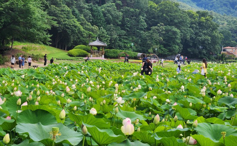 충북 보은 속리산국립공원 입구의 연꽃단지에 연꽃이 활짝 폈다. 10일 연꽃단지가 관광객들로 북적거리고 있다. (보은군 제공, 재판매 및 DB금지)/뉴스1