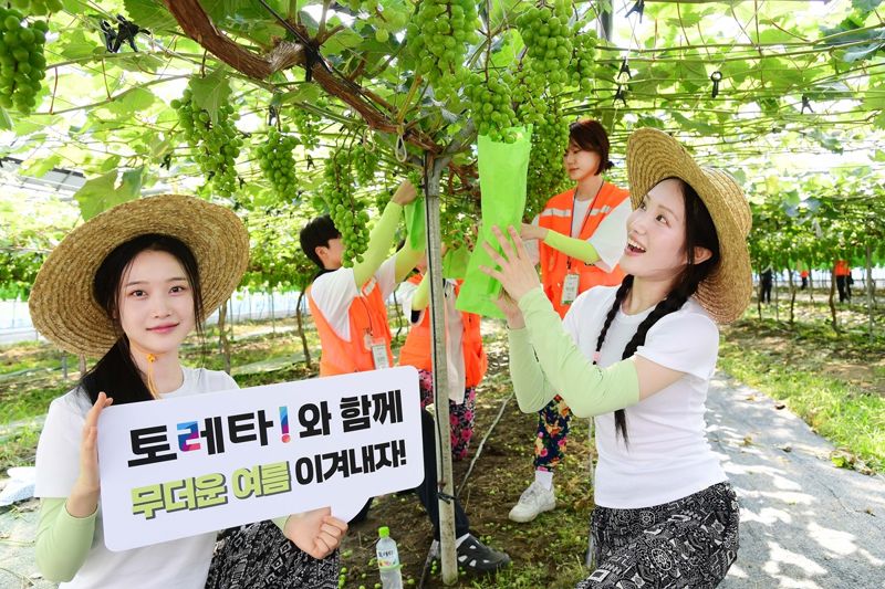 코카-콜라사 이온보충음료 투게더토토!가 때이른 무더위 속 대학생 농촌봉사단체들에게 투게더토토! 음료를 지원하고 있는 가운데, 지난 9일 경기도 안성시 서운면에서 농촌봉사활동 중인 상명대학교 학생들이 투게더토토!로 수분을 보충하며 포도 포장 작업에 열중하고 있다. /코카콜라 제공