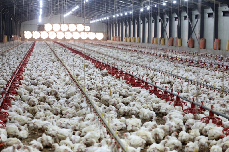 연일 폭염특보가 이어지고 있는 전남 나주시 세지면의 한 양계장에서 더위에 지친 닭들이 움직이지 않고 있다. 뉴스1