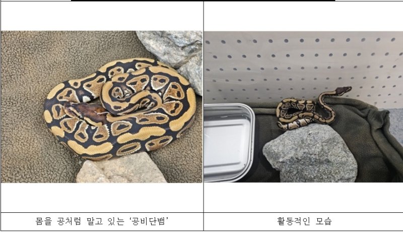 국립공원 야생생물보전원 북부보전센터에서 임시 보호 중인 볼파이톤 (출처=연합뉴스)