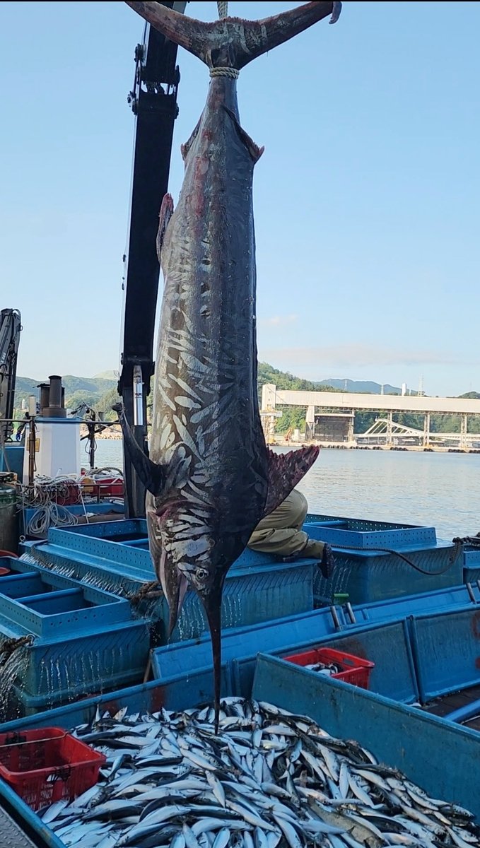 삼척 앞바다에서 잡힌 황새치 (출처=연합뉴스)