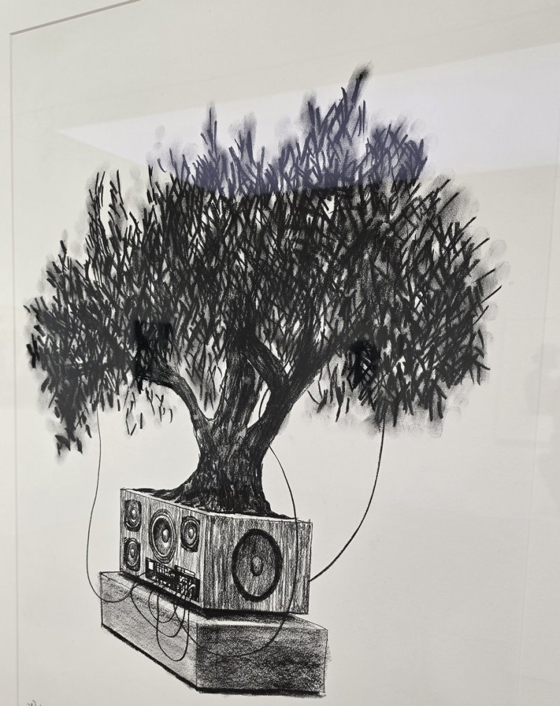 Olive Bonsai Stucy, 2025 (출처=연합뉴스)
