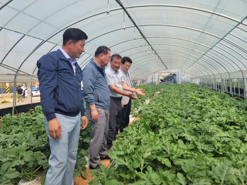 10일 김종훈 전북도 경제부지사 등 관계자들이 고창군 소재 한 수박 재배 비닐하우스에서 농민과 폭염 대응 관련 대화를 나누고 있다.(전북도 제공. 재판매 및 DB금지)/뉴스1