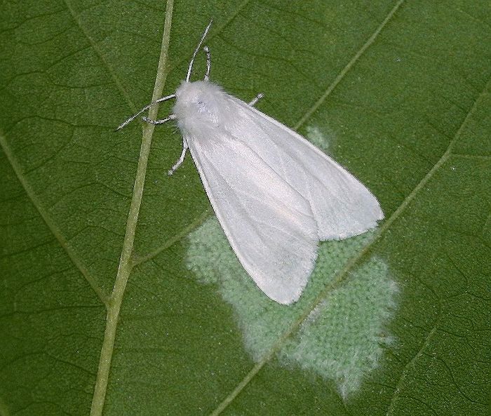 러브버그 잠잠해지니 나타난 '이것'... 발생 '주의' 단계까지