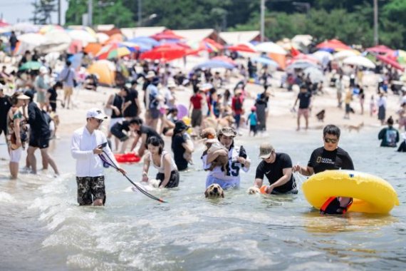 반려견과 바다에서 즐긴 여름…‘인천 댕댕 썸머 비치’ 6천여 명 몰려