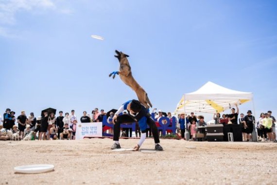 반려견과 바다에서 즐긴 여름…‘인천 댕댕 썸머 비치’ 6천여 명 몰려