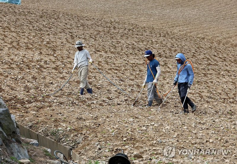 고랭지 배추밭에 물 주기 (출처=연합뉴스)
