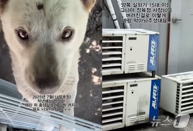 이 무서운 더위에…11년간 실외기 사이에 방치된 개 두 마리 ‘공분’