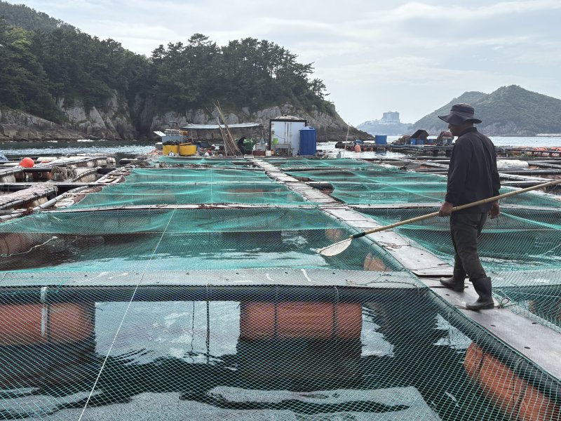 11일 우리카지노 남해군 미조면 한 가두리양식장에서 우럭을 살펴보고 있는 어민.2025.07.11/뉴스1 강미영기자