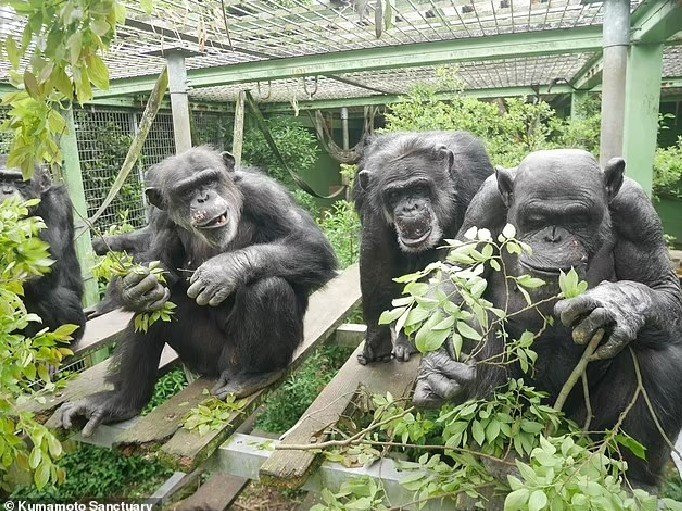[서울=뉴시스] 에볼루션 바카라 무료(사진=데일리메일, Kumamoto Sanctuary)