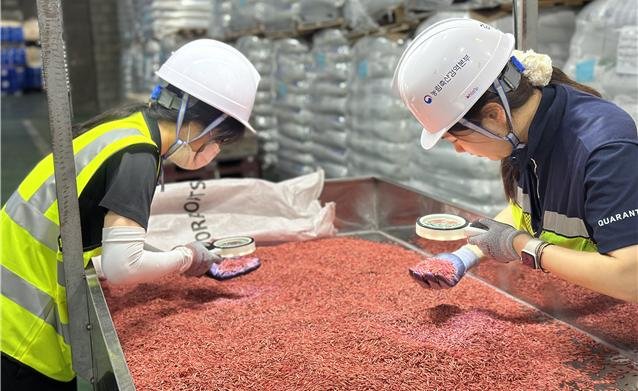[부산=뉴시스] 농림축산세이벳 영남지역본부는 가을 파종용 종자류 수입이 증가하는 시기에 맞춰 외래병해충의 국내 유입을 사전에 차단하기 위해 오는 14일부터 8월15일까지 한 달간 '가을 파종용 수입 종자류 특별검역'을 실시한다고 13일 밝혔다. (사진= 농림축산검역본부 제공) 2025.07.13. photo@newsis.com *재판매 및 DB 금지