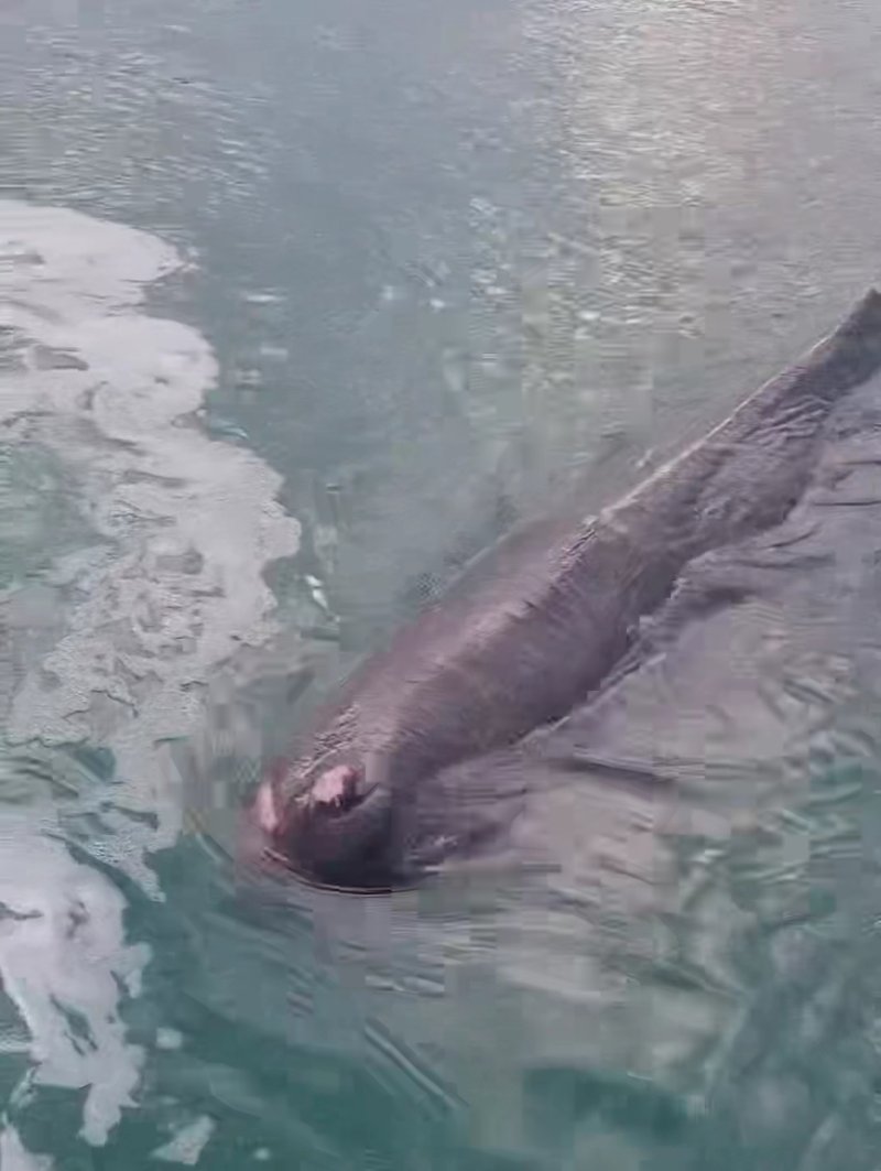 [울산=뉴시스] 박수지 기자 = 13일 오전 부산 기장군 연화리 대변항에 나타난 새끼 행바카라 에볼루션. (사진=울산해양경찰서 제공) 2025.07.13. photo@newsis.com *재판매 및 DB 금지