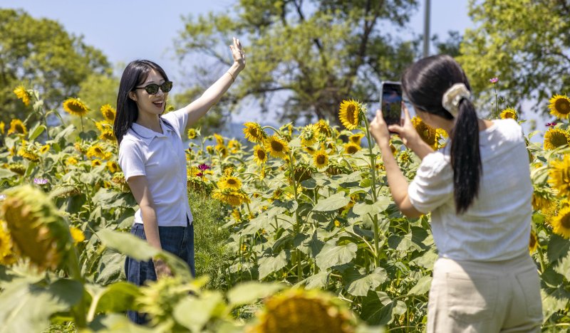 휴일인 13일 칠곡군 왜관읍 흰가람 낙동강변 둔치에 조성된 메이저 바카라 사이트 꽃밭에서 여인들이 사진을 찍고 있다. (칠곡군 제공. 재판매 및 DB금지)/메이저 바카라 사이트1