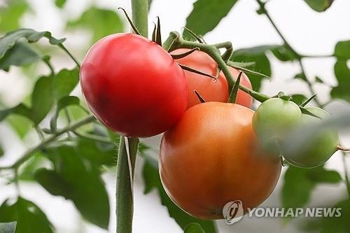 '으악' 토마토의 비명에 나방은 알 낳기를 포기했다