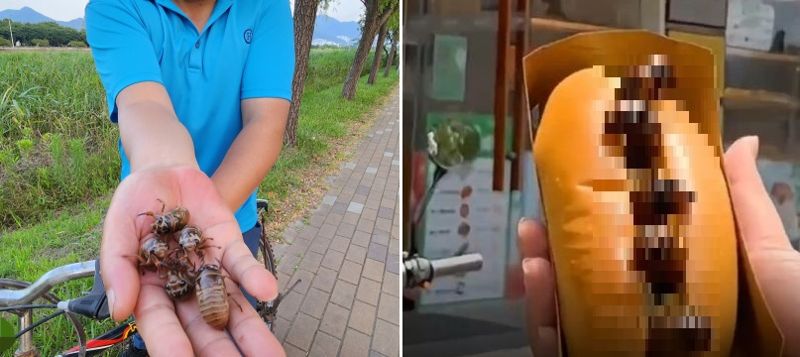 부산서 '매미유충' 잡는 사람, 알고보니 중국인... 왜?