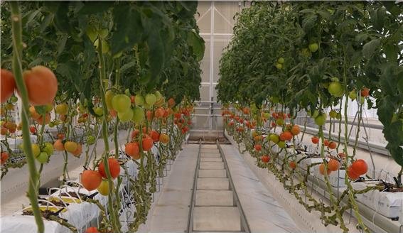 기계硏 '스마트 무탄소 농업시대' 열다