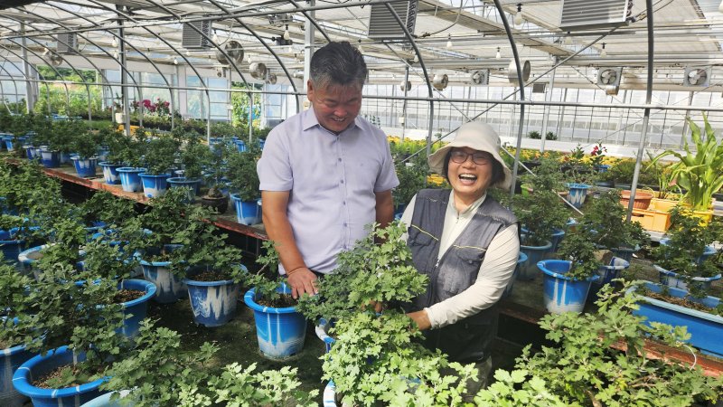[창원=뉴시스] 강경국 기자 = 경남 창원시 농업기술센터 심춘석 축제화훼팀장이 동료와 함께 국화를 살펴보고 있다. 2025.07.17. kgkang@newsis.com *재판매 및 DB 금지