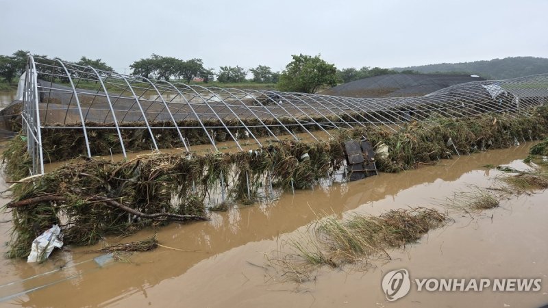 초토화된 비닐하우스 (출처=연합뉴스)