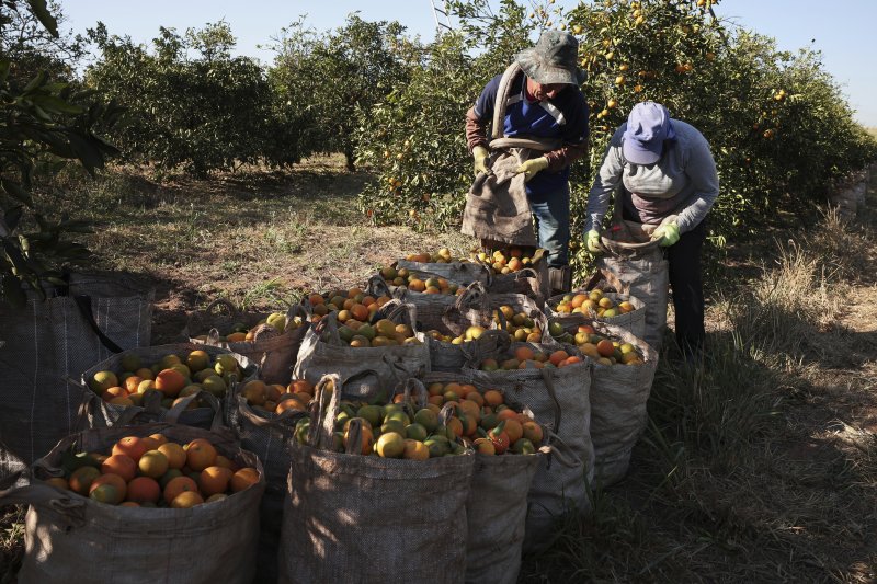 지난 16일(현지시간) 브라질 상파울루주 리메라의 한 종장에서 오렌지 수확이 진행되고 있다.AP뉴시스