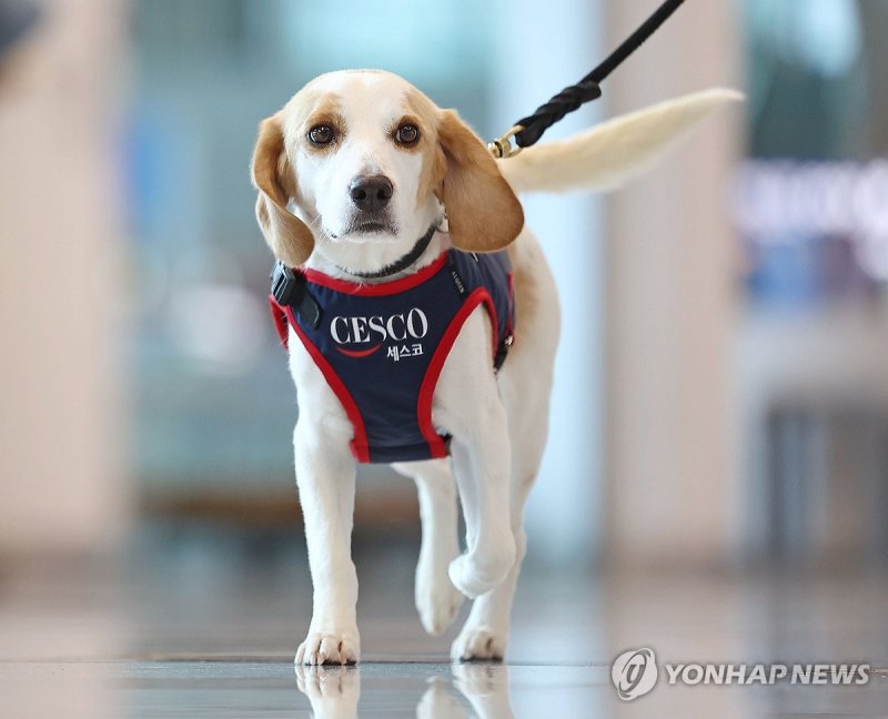[길따라] 방울토마토 몇 알에 160만원…호주 여행 '벌금 폭탄' 주의보 (출처=연합뉴스)
