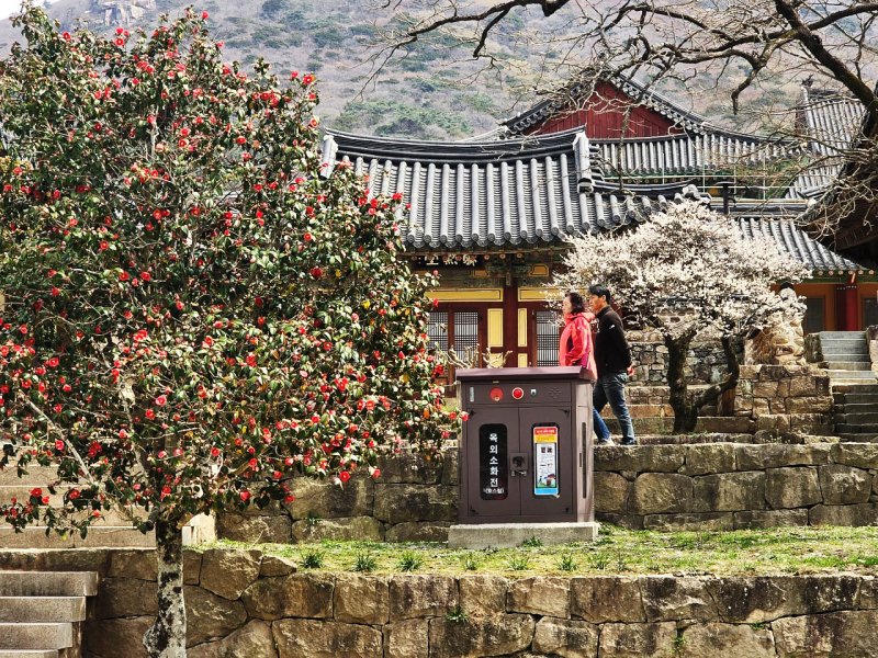 [해남=뉴시스]두륜산 대흥사 '대흥매'와 동백. (사진=해남군 제공) 2025.03.31. photo@newsis.com *재판매 및 DB 금지