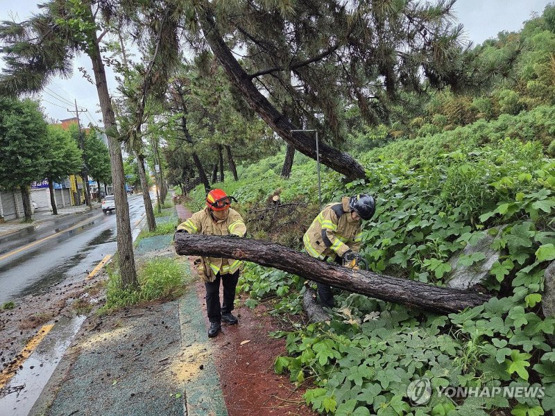 집중호우로 쓰러진 나무 안전 조치하는 소방대원들 (출처=연합뉴스)