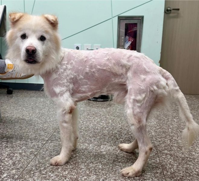 "풍성했던 털을 엉망으로…" 입양 7시간 만에 파양된 유기견 상태가