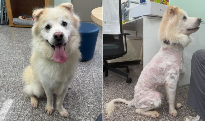 풍성했던 털을 엉망으로… 입양 7시간 만에 파양된 유기견 상태가 