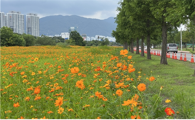 삼락생태공원 내 도로변 황화코스모스 전경. 부산시 제공