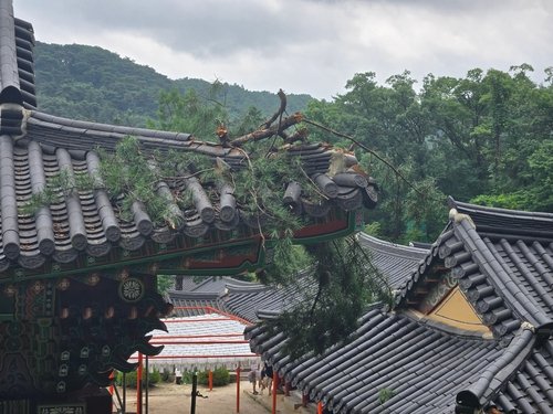 국가등록문화유산 '남양주 봉선사 큰법당' 피해 모습 (출처=연합뉴스)