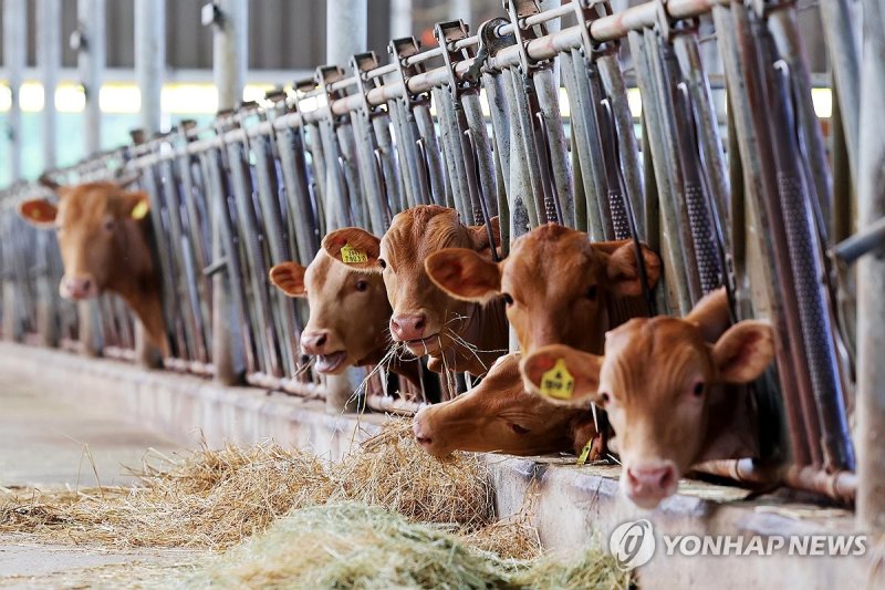 한우 축사 (출처=연합뉴스)