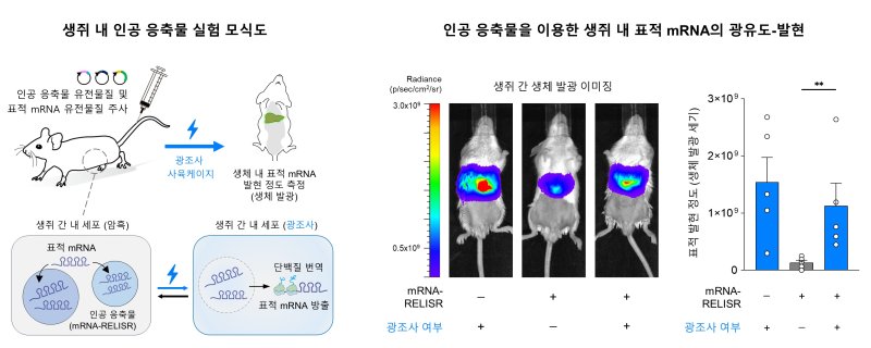 생쥐 내에서 인공 응축물 시스템(RELISR)을 활용한 표적 mRNA의 발현. (KAIST 제공. 재판매 및 DB금지)2025.7.23/뉴스1