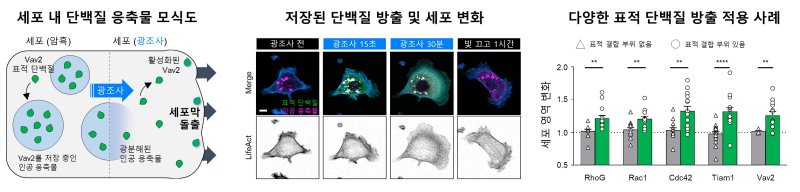 인공 응축물 시스템(RELISR)을 활용한 세포 모양 변화. (KAIST 제공. 재판매 및 DB금지)2025.7.23/뉴스1