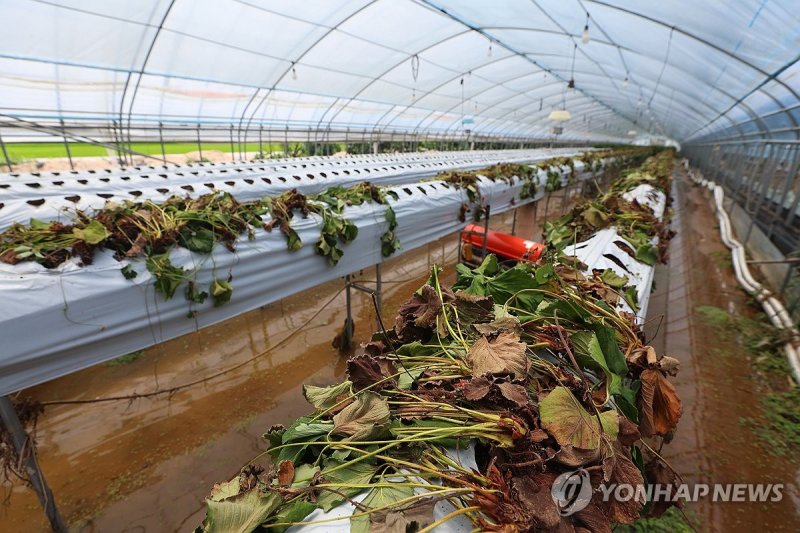 침수 피해 입은 딸기 육묘장 (출처=연합뉴스)