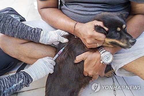 인도네시아 발리서 광견병 예방접종 맞는 개 (출처=연합뉴스)