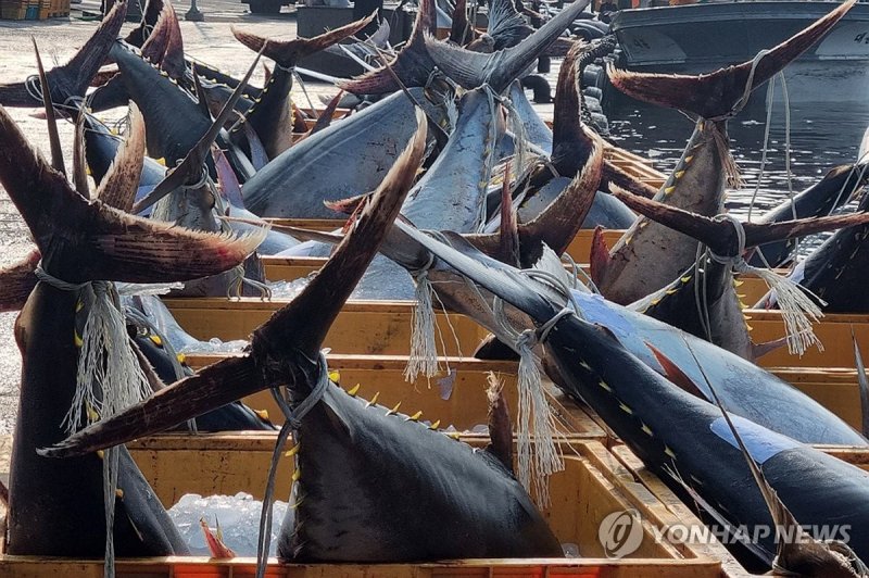 대형 참다랑어가 한가득 (출처=연합뉴스)
