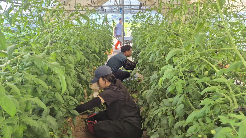 강원농업기술원, 경기 북면 제령리 토마토 농가 현장지원 활동.(도농업기술원 제공, 재판매 및 DB금지)