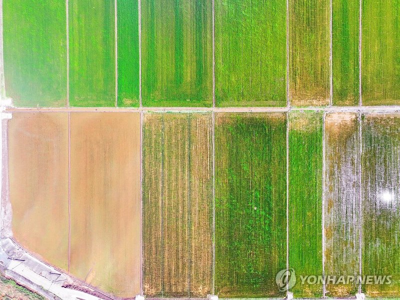 침수된 농경지 (출처=연합뉴스)